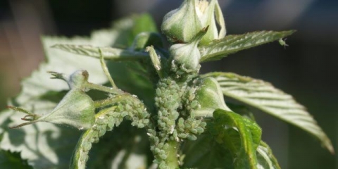 Lisne uši na malinama: kako se nositi s narodnim lijekovima, lijekovima, fotografijama